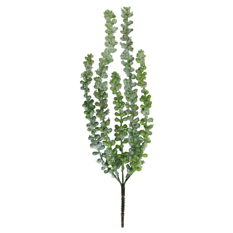 Douce plante glacée Donkey's Tail