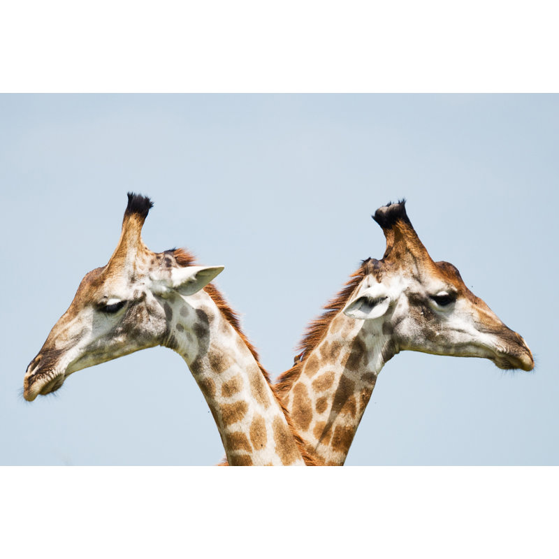 Seeing Double Giraffe - Wrapped Canvas Art Prints, 30cm H x 46cm W x 3.8cm D