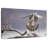 Peregrine Falcon-107673283