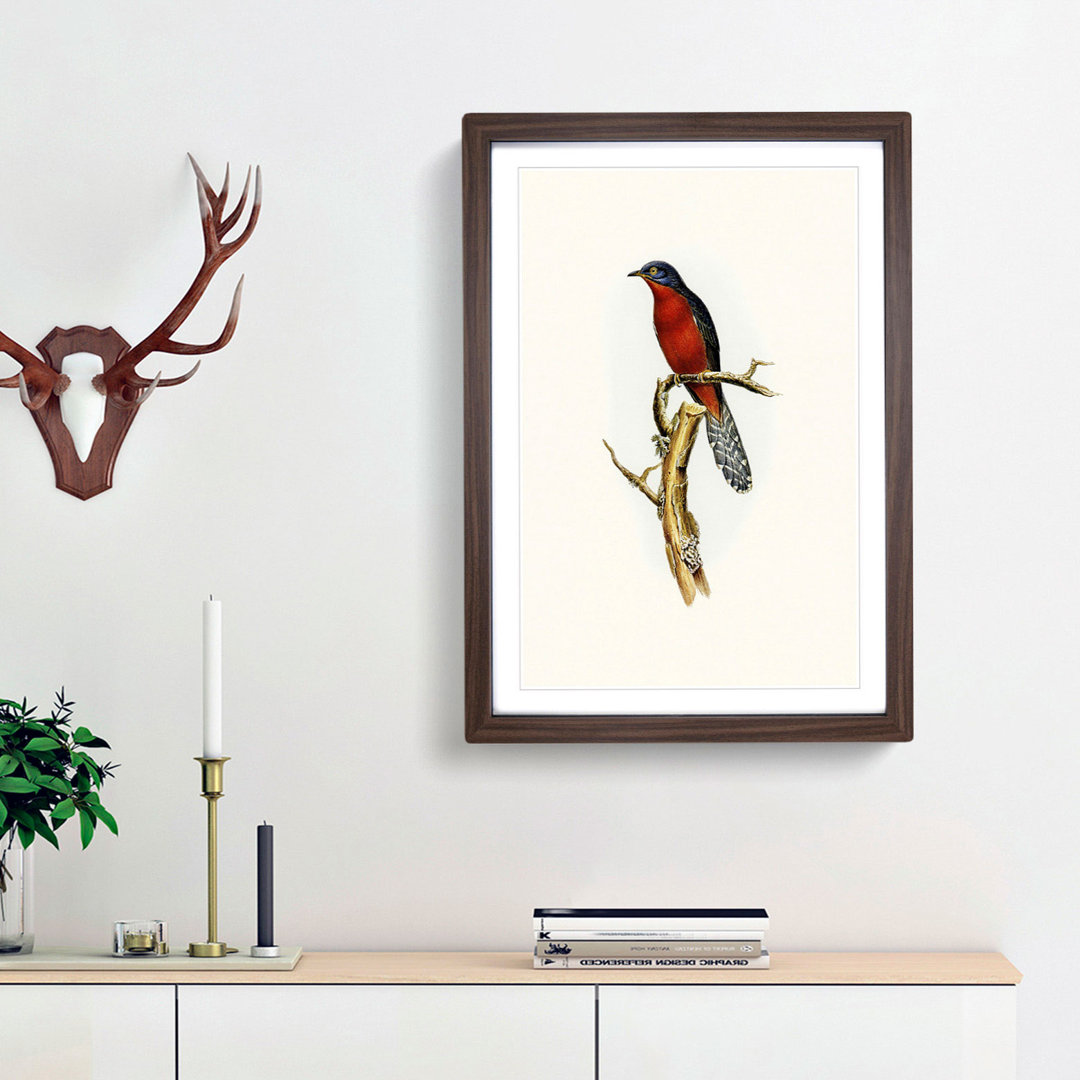 Chestnut-breasted Cuckoo by Elizabeth Gould - Picture Frame Painting Print