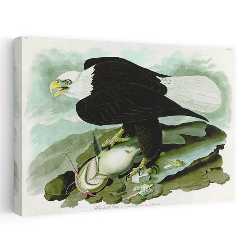 Aigle à tête blanche, abstrait, contemporain, oiseau, poisson, paysage, impression d'art mural, 16" H x 24" W