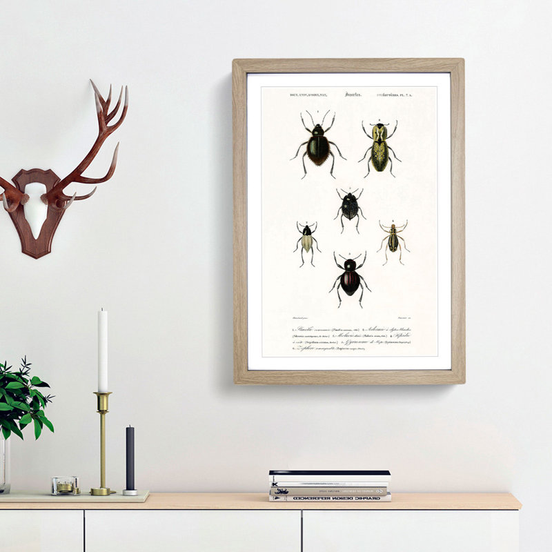 Beetle Illustrations PL.7a 1 Piece Single Picture Frame Wall Art, 45cm H x 33cm W x 2cm D, Oak Framed