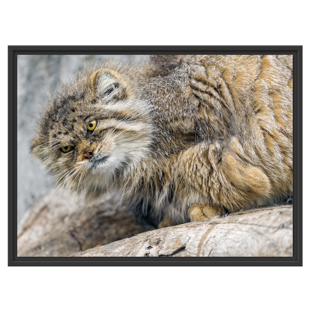 Gerahmtes Wandbild kleine Manul auf Stein