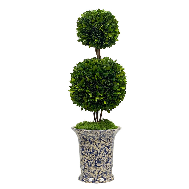 Boxwood Topiary in Porcelain Planter