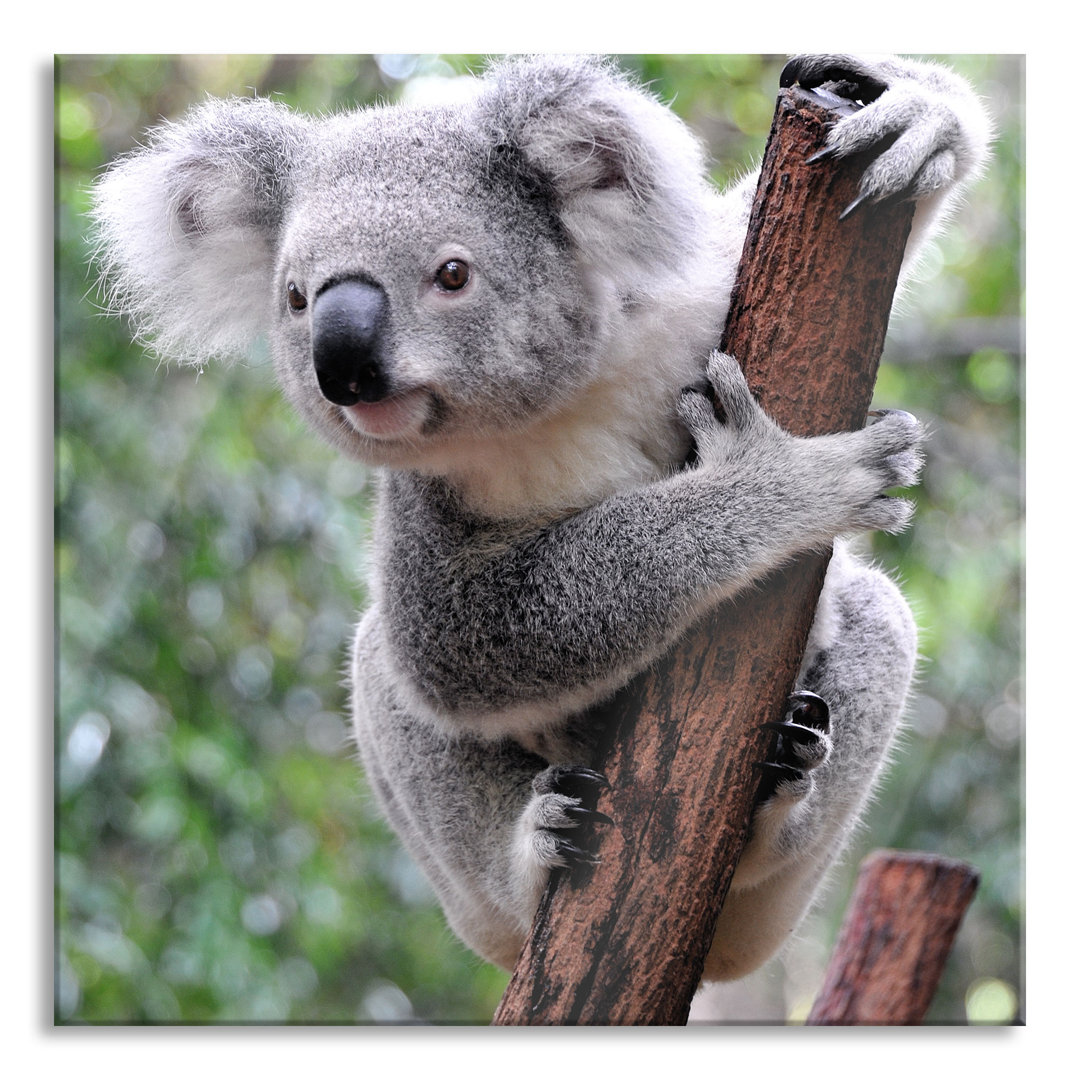 Ungerahmtes Foto auf Glas "Neugieriger Koala auf einem Baumstamm"