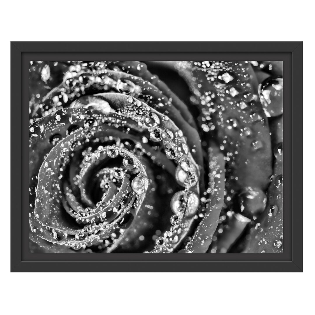 Gerahmtes Wandbild Elegante Rose mit Wassertropfen