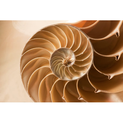 " Close Up Nautilus Shell Pattern "