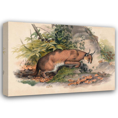 «The Red Caracal» par Joseph Wolf - Art mural sur toile tendue avec châssis