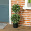 70cm Plant