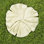 Gingko Stepping Stone