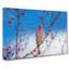House Finch Bird - Wrapped Canvas-55359379