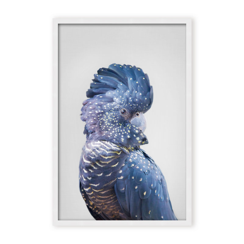 Nature Inspired Black Cockatoo by  - Picture Frame Photograph on Paper, 24" H x 16" W x 1.125" D, Framed Matted Print, Black