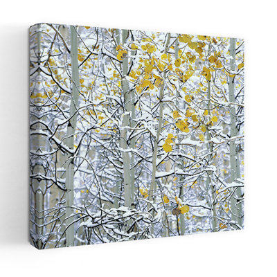 Neige recouverte de trembles, Colorado, États-Unis, paysage contemporain abstrait, art naturel