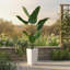 147cm Plant