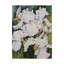 Deetra «White Iris», reproduction de peinture acrylique sur toile tendue-27484124