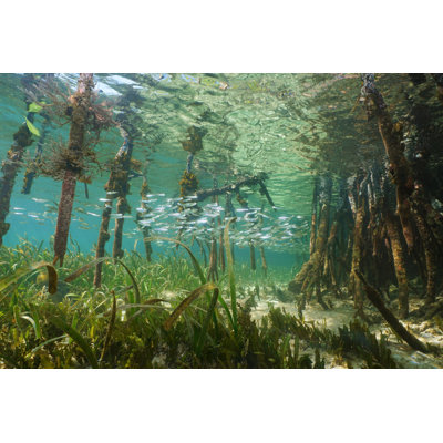 Closeup Of Fish by Damocean - Wrapped Canvas Print
