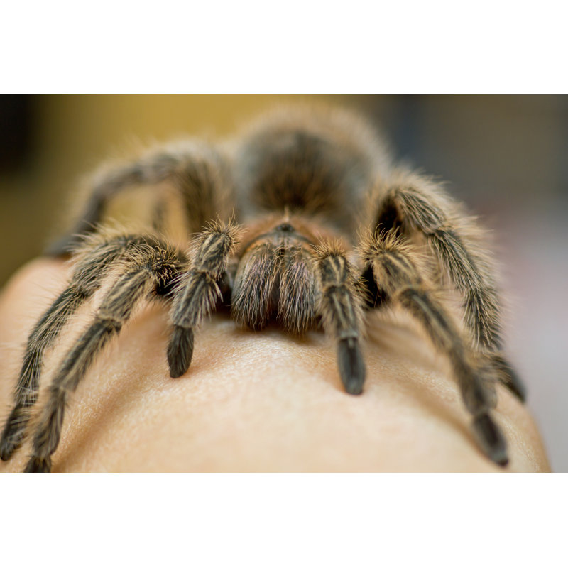 Grammostola Rosea by Kelifamily - Wrapped Canvas Print, 30cm H x 46cm W