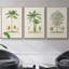 Arbre antique avec fruit II - ensemble de 3 reproductions de photos sur toile-97759685-97759686