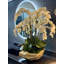 Orchid Floral Arrangement in Vase-832478505