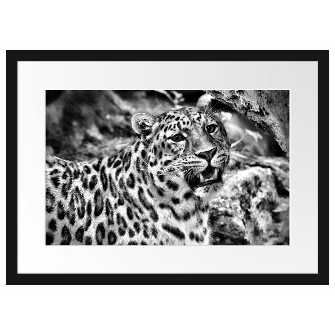 Gerahmtes Poster Prachtvoller Leopard