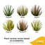 Madagascar Dragon Tree in Nursery Pot