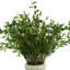Organic Modern Smilax Arranged in Round Ribbed Ceramic Vase