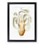 A Velodona Octopus by Carl Chun - Framed Print-55457286-55457284