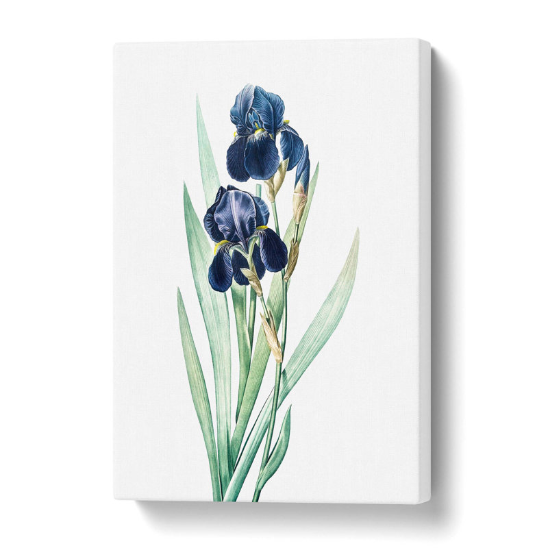 German Iris Flowers by Pierre-Joseph Redoute - Wrapped Canvas, 50.8 cm H x 35.6 cm W