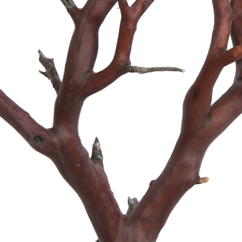 Manzanita Plant
