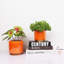 Pot à fleurs d'intérieur en céramique pour plantes Rainbow Pearl