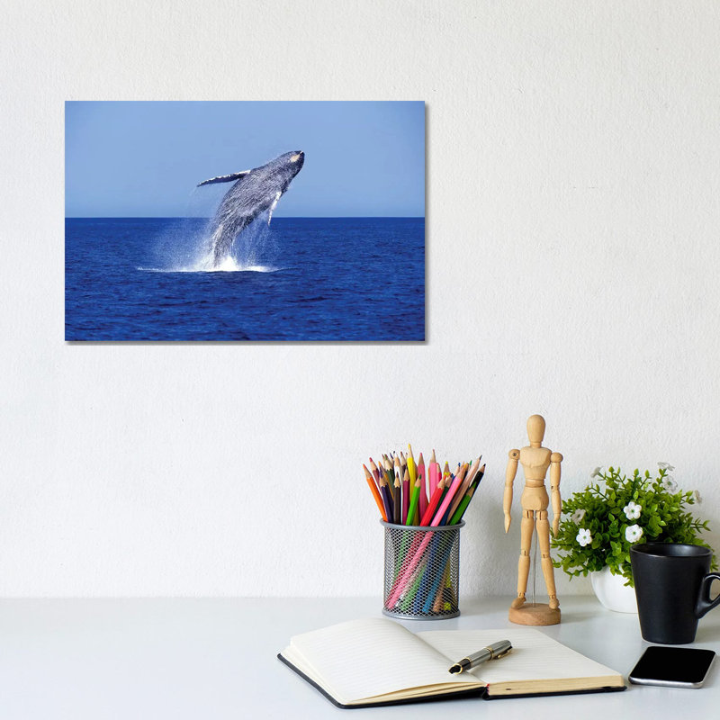 Humpback Whale Breaching In The Lower Gulf Of California, Mexico - Wrapped Canvas Print, 20.32 cm H x 30.48 cm W