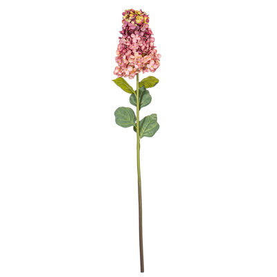 Tige d'Hortensia Milnor