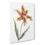 A Tulip Flower by Johan Teyler - Wrapped Canvas-55368406