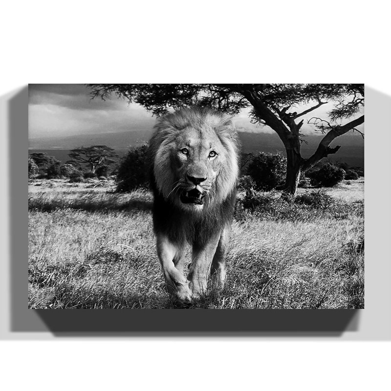 Wrapped Canvas Print, 50cm H x 76cm W