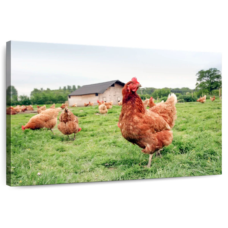 Chicken In The Farm