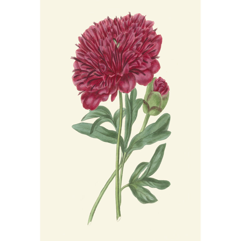 Summer Blush II by E. D. Smith - Wrapped Canvas Art Prints, 46cm H x 30cm W x 3.8cm D