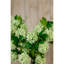 Snowball Viburnum Spray-111171166