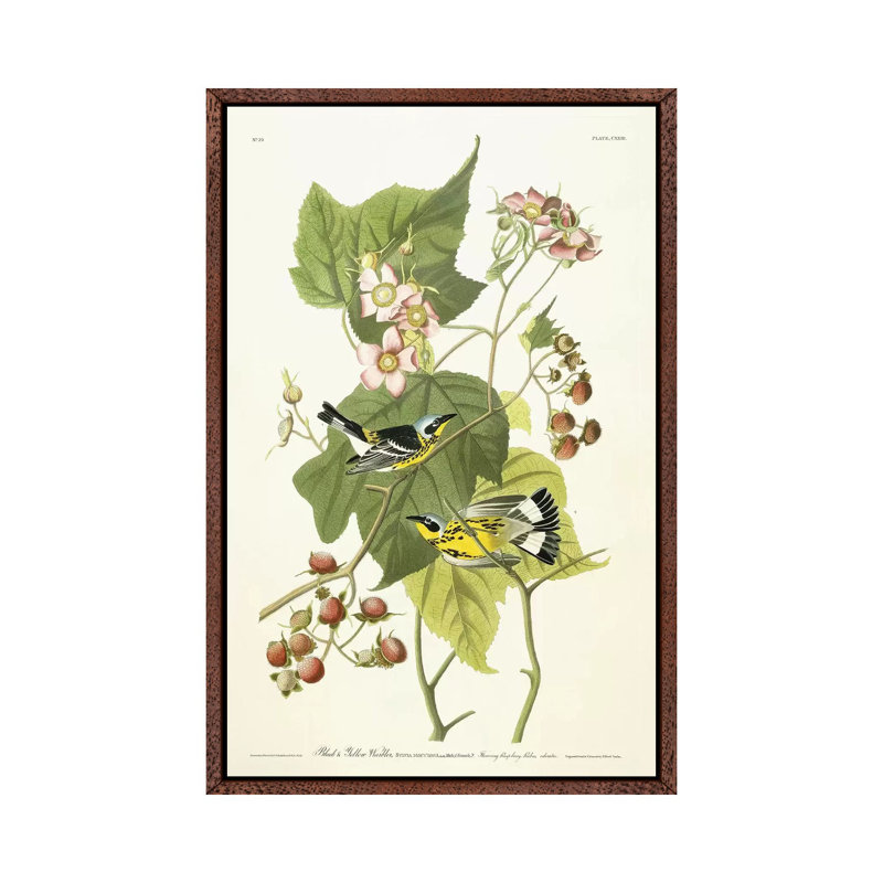 Black And Yellow Warbler And Flowering Raspberry, C.1826-1838 by John Audubon - Print on Canvas, 66.04 cm H x 45.72 cm W