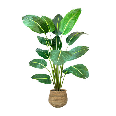 6' UV Rated Traveler's Palm Tree with Bamboo Planter