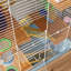 Cage à hamster à 5 niveaux avec tubes et tunnels, cage pour petits animaux avec poignée de transport portable, cage à gerbille avec bouteille d'eau, plat à nourriture, roue d'exercice-1637388946