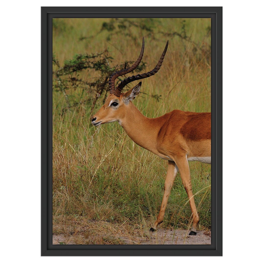 Gerahmtes Wandbild Dorkasgazelle in der Savanne