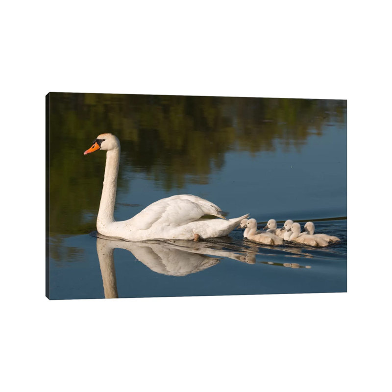 Mute Swan with Cygnets, Kensington Metropark, Milford, Michigan 1 Piece Wrapped Canvas Wall Art, 20.32 cm H x 30.48 cm W