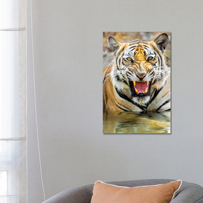Roaring Bengal Tiger, India - Wrapped Canvas Print