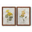Canari lin géranium - ensemble de 2 reproductions d'art-755692017-755692019-755691908