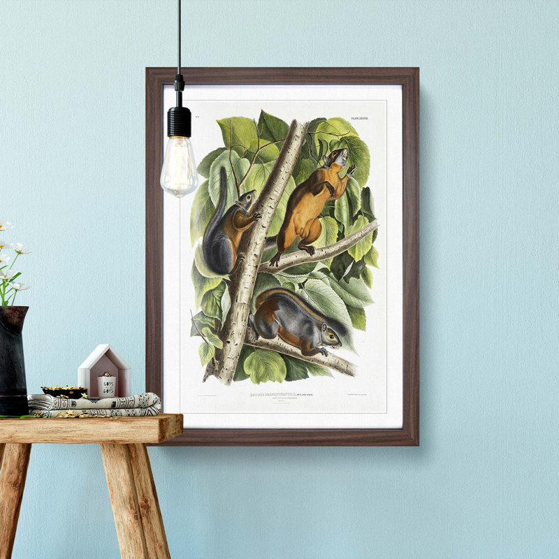 Red-Bellied Squirrels by J.W. Audubon - Picture Frame Painting Print, Walnut Framed, 48cm H x 36cm W x 2cm D
