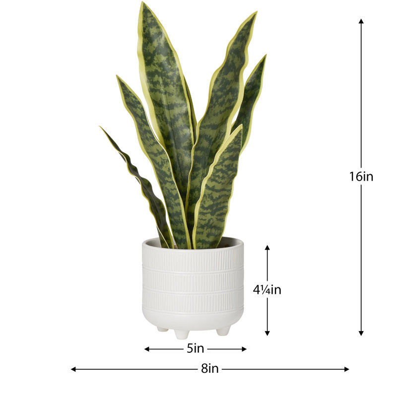 Plante de faux serpent en pot texturé 16 po Tova