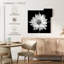 Harnek BW - marguerite blanche-109124882