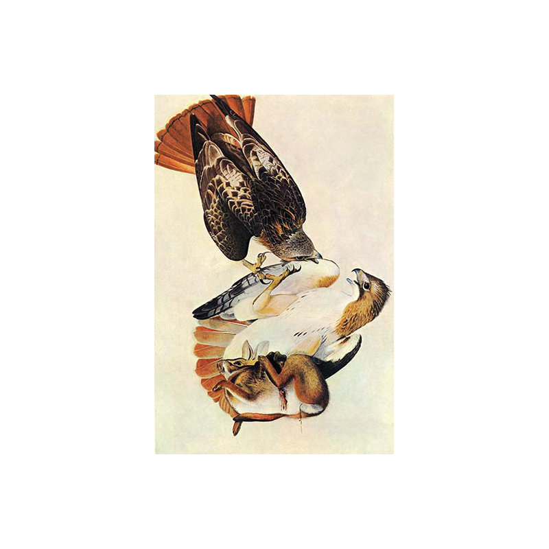 Hawk à queue rousse-impression d’art graphique, H 42 po x l 28 po x P 1,5 po