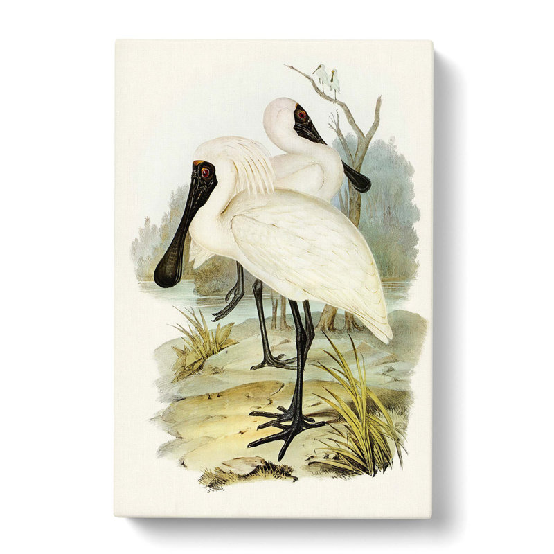 Royal spoonbills by Elizabeth Gould - Wrapped Canvas, 60cm H x 40cm W x 3cm D