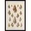 Handful Of Shells by Marmont Hill - Single Picture Frame Painting-2009782790